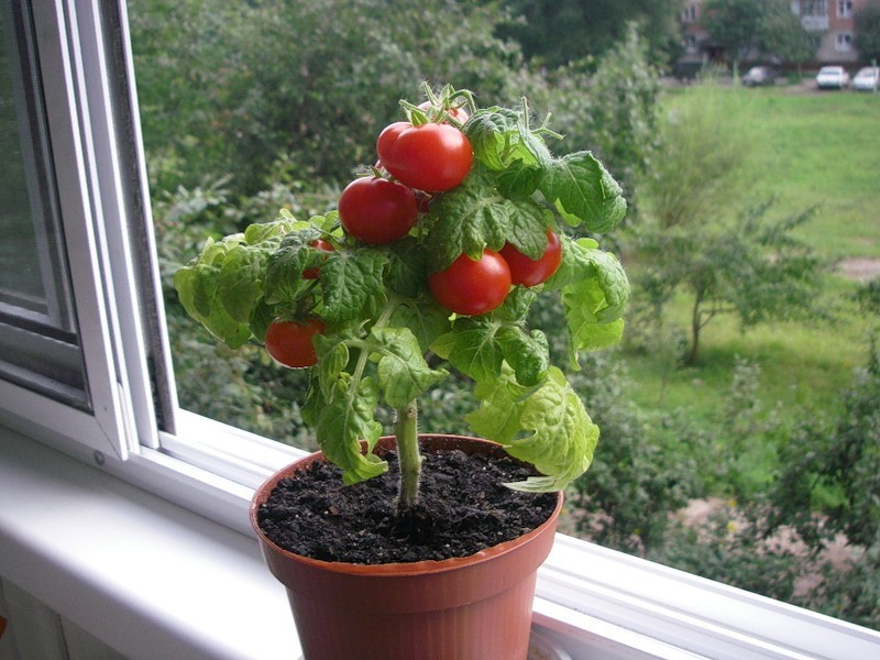 Як вирощувати помідори вдома восени та взимку: головні правила